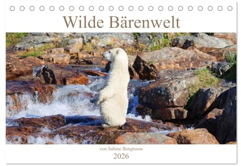 Wilde Bärenwelt (Tischkalender 2026 DIN A5 quer), CALVENDO Monatskalender: Bärenbegegnungen auf Augenhöhe mit freilebenden Eis- und Braunbären aus Kanada, Schweden und Japan. (CALVENDO Tiere)