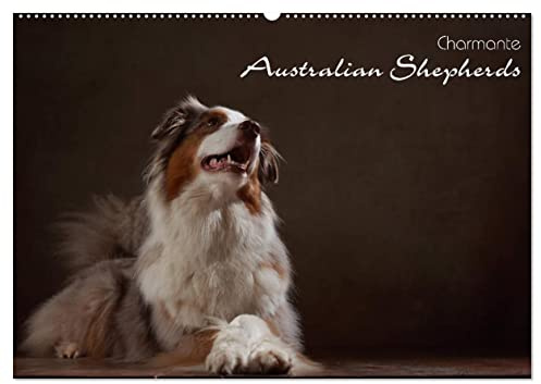 Charmante Australian Shepherds (Wandkalender 2026 DIN A2 quer), CALVENDO Monatskalender: Australian Shepherds im Portrait (CALVENDO Tiere)