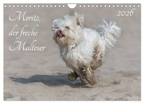 Moritz, der freche Malteser (Wandkalender 2026 DIN A4 quer), CALVENDO Monatskalender: Der Malteser Moritz (CALVENDO Tiere)