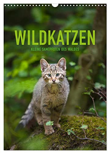 Wildkatzen - Kleine Samtpfoten des Waldes (Wandkalender 2024 DIN A3 hoch), CALVENDO Monatskalender: Wilde Katzen, Katzenkinder, Katzenbabys (CALVENDO Tiere)