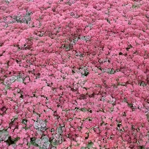 6x Fettblatt 'Lidakense' - Sedum cauticola ‘Lidakense’ - Topf 9x9cm
