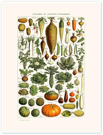 Gemüse Vintage (französisch) Poster von Patruschka 30 x 40 cm Grün Wandbilder Wanddeko