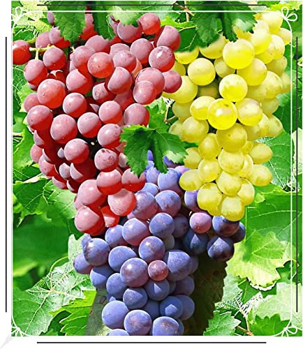 Winterhart Mehrjährig,Weintrauben Kernlos Kernlose Weinreben Pflanzen,Tafel-Traube,Tafel-Trauben Weinreben Vitis Vinifera,Weinreben Winterhart,Tafeltraube,Weintraube-1zwiebeln-a
