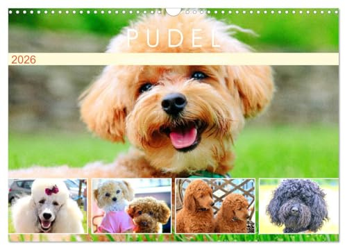 Pudel. Lustige Allrounder im Wollfell (Wandkalender 2026 DIN A3 quer), CALVENDO Monatskalender: Die begabten und liebenswerten Frohnaturen! (CALVENDO Tiere)