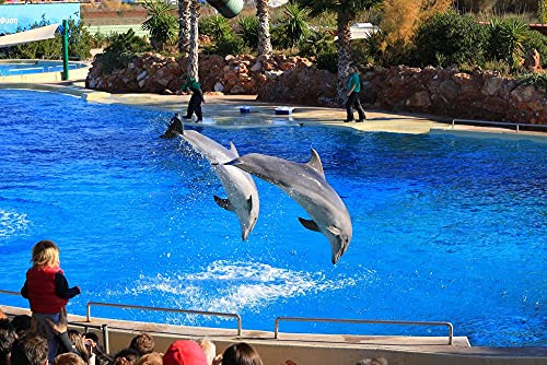 hansepuzzle 11653 - Delfin-Show Puzzle 2000 Teile - Tierwelt Motiv mit hochwertiger Aufbewahrung: Kartonbox und wiederverschließbarem Beutel - Format 90 × 60 cm