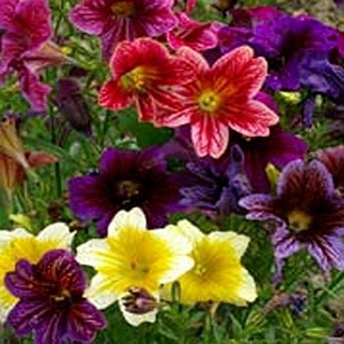 Gemalter Munds (Trompetenzunge Velvet Dolly) - gemischter Farben- 100 Samen