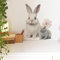 HGDESIGN® Wandtattoo Wandaufkleber Hase Kaninchen Wandsticker Wohnzimmer Schlafzimmer Kinderzimmer Babyzimmer Wanddeko (B)