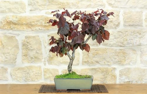 Bonsai di Nocciolo Contorto a foglia rossa (20)