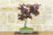 Bonsai di Nocciolo Contorto a foglia rossa (20)