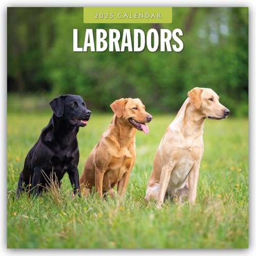 Labradors – Labradore – Labrador Retriever 2025 – 16-Monatskalender: Original Red Robin Publishing Ltd-Kalender [Mehrsprachig] [Kalender] (Wall-Kalender)