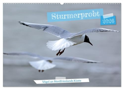 Sturmerprobt - Vögel an Nordfrieslands Küste (Wandkalender 2026 DIN A2 quer), CALVENDO Monatskalender: Nordfrieslands Küste und das Wattenmeer sind ... Vogelarten brüten hier. (CALVENDO Natur)