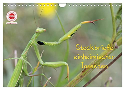 GEOclick Lernkalender: Insekten (Wandkalender 2026 DIN A4 quer), CALVENDO Monatskalender: Heimische Insekten stellen sich mit einem Foto und einem kindgerechten Text selbst vor. (CALVENDO Tiere)