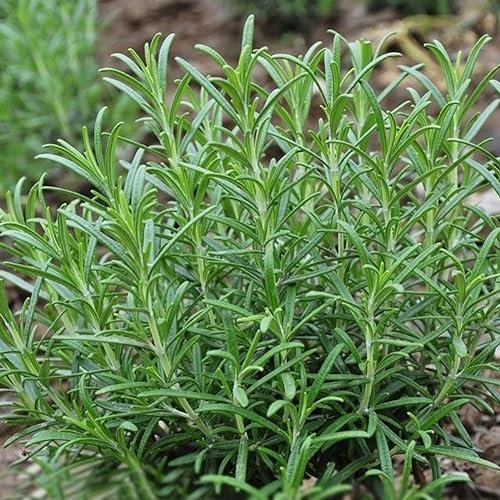 PERZOE 400 pezzi di semi di rosmarino, semi di erbe Rosmarinus Officinalis Decorazione del giardino fai da te