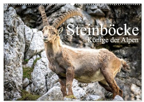 Steinböcke - Majestätische Tiere der Alpen (Wandkalender 2026 DIN A2 quer), CALVENDO Monatskalender: Steinböcke in ihrem natürlich Umfeld (CALVENDO Tiere)