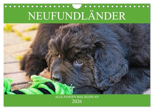 Neufundländer - Alle fangen mal klein an (Wandkalender 2026 DIN A4 quer), CALVENDO Monatskalender: Lassen Sie sich von entzückenden Neufundländer-Welpen verzaubern (CALVENDO Tiere)