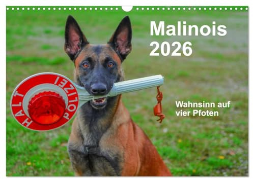 Malinois - Wahnsinn auf vier Pfoten (Wandkalender 2026 DIN A3 quer), CALVENDO Monatskalender: Der belgische Schäferhund ist ein toller Begleiter mit viel Power, Herz und Ausdauer. (CALVENDO Tiere)