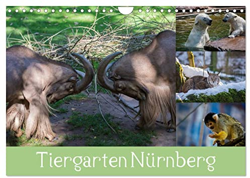 Tiergarten Nürnberg (Wandkalender 2026 DIN A4 quer), CALVENDO Monatskalender: Meine schönsten Tierbilder aus Nürnberg. (CALVENDO Tiere)