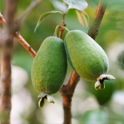 PIANTA DA FRUTTO FEIJOA in vaso 18 età 2/3 anni
