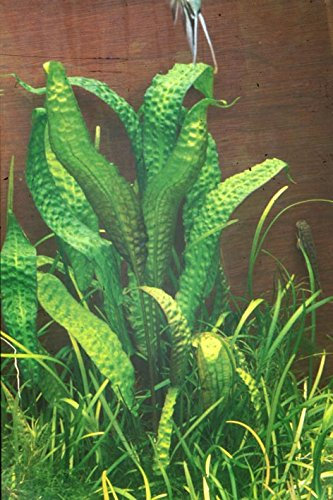 Hudoros Wasserkelch / Cryptocoryne hudoroi *TOP-RARITÄT*