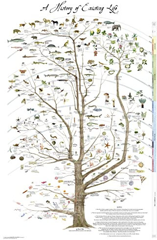 Fairhope Baum des Lebens Posterdruck – Wissenschaftsposter Natural History of Existing Life, 61 x 91,4 cm, laminiert