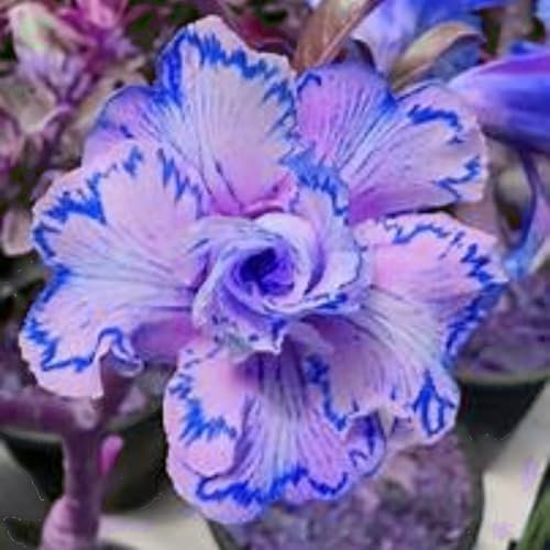 Rosa del deserto, cipolle resistenti all'inverno, rosa del deserto, bonsai, piante in vaso, piante rare, grazia, pianta adenio, giardinaggio, 5 cipolle D