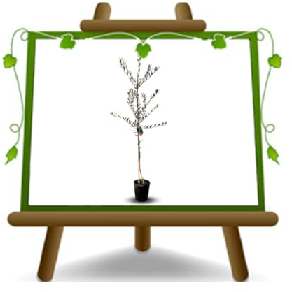 EURO PLANTS VIVAI Olivo Coratina - Pianta da Frutto su Vaso da 20 cm - Altezza 120~130 cm - Età 2 Anni