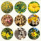 20 pcs topinambur saatknollen zum pflanzen - dekoration wohnzimmer hochbeet kaufen,Helianthus tuberosus, zwiebeln küchenkräuter bonsai topf balkonpflanzen alte gemüsesorten garten