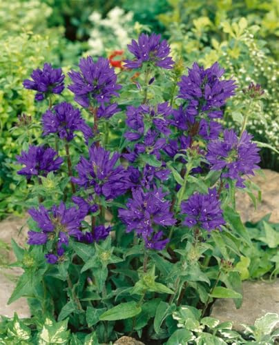 Ballonblume 'Superba' im Topf Campanula glomerata winterhart mehrjährig | 40-60 cm hoch, violette Blütenknäuel Juni bis August, sonnig bis halbschattig, Beet und Steingarten, winterhart bis -34 °C