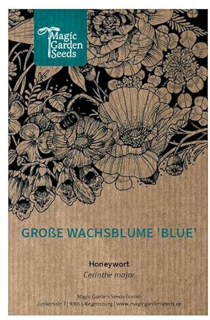 Große Wachsblume 'Blue' (Cerinthe major) 10 Samen mediterrane Wildblume gute Futterpflanze für Bienen Schnittblume