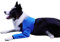 Hunde Erholungsanzug, Kegelhalsband Alternative, Abriebfeste Hunde Erholungshülle, Haustierwunden verhindern Lecken, Biss, Nässe und Infektion, waschbar und wasserdicht (Blau, XS)