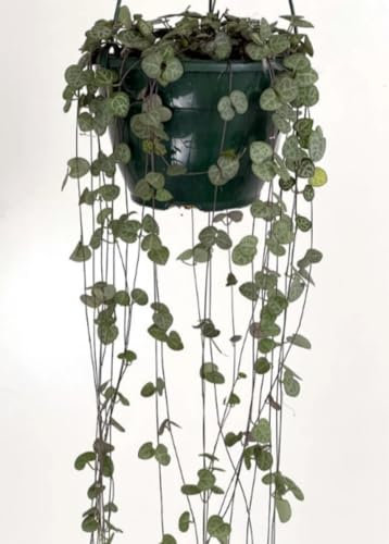 Planta natural Ceropegia Elwoddi, planta colgante de 40-50 cm, en maceta de 15 cm. Collar de corazones. Suculenta colgante con hojas en forma de corazón, decorativa. Segura Garden.