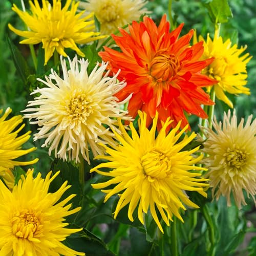 Bulbos (raíces tuberosas) de DALIA | Bulbos de los mejores productores holandeses | Selección y control de calidad | Floración garantizada. (3 Dalia Cactus Orange, Yellow & White)