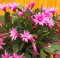 Vista 10 Teile/beutel Weihnachtskaktus Blumensamen, Weihnachtskaktus Pflanzen Bonsai Für Haus & Garten