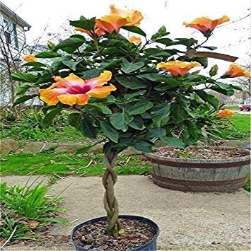 vegherb 100Pcs / Tasche Hibiscus-Blumensamen Riesen Hibiscus Samen Bonsai-Baum Perennial Blumen Anlage für Hausgarten-Semillas Einfach Brown to Grow