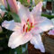 Lilium martagon zwiebeln,Winterharte mehrjährig,seltene Pflanzen,dekorative Blumen,lilien Deko,lilie Riesen,Lilien Im topf,Duft lilien,lilien knollen,lilien zwiebeln winterhart.-10 zwiebeln-D