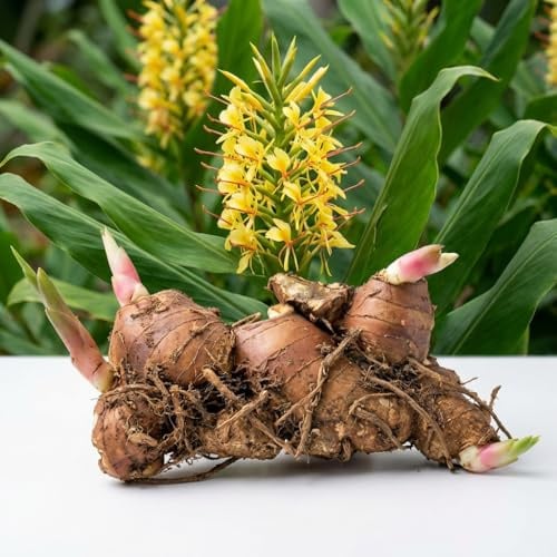 IFLO® Zier-Ingwer Hedychium gardnerianum Kahili-Ingwer mit duftenden Blüten XXL Knolle für Kübel Balkon Terrasse