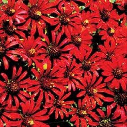 30+ rote Kaktus-Zinnia-Blumensamen