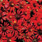 30+ rote Kaktus-Zinnia-Blumensamen