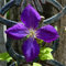 Clematis Zwiebeln, Clematis Winterhart ImmergrüN Clematis Pflanze Winterhart MehrjäHrig Clematis Winterhart MehrjäHrig ImmergrüN Clematis Winterhart MehrjäHrig, Clematis Armandii-10Zwiebeln-B