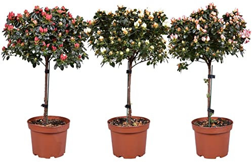POWERS TO FLOWERS - AZALEA ALBERELLO TRIS, BIANCA - ROSA - ROSSA, VASO 18CM, ALTEZZA 100CM, piante vere