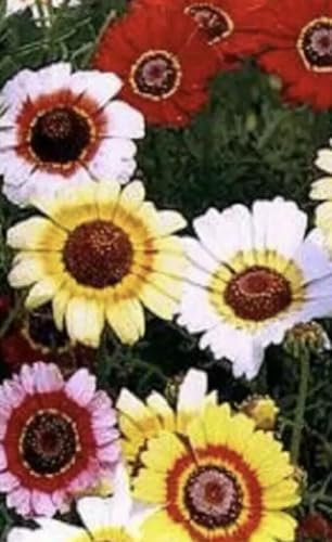 Buy4seeds 40 Seeds Chrysanthemum carinatum Merry Mixed Easy for Grow Garden
