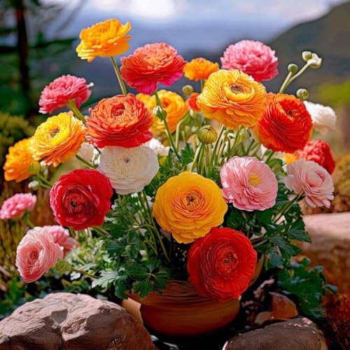 10 Blumenzwiebeln Ranunkeln Mischung | Umfang 6/7 cm | Blumenzwiebeln von den besten niederländischen Produzenten | Exklusive Auswahl und Qualitätskontrolle | Garantierte Blüte