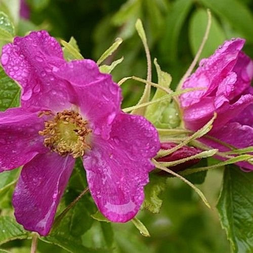 Zimt Rose Bush Seeds (Rosa davurica) 30 + Seeds