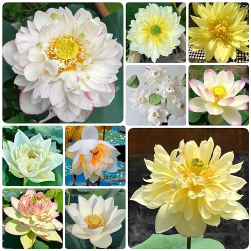 80 Pcs Lotus Samen Bio, Hydrokultur Pflanzen Samen, Balkonpflanzen Blumensamen Mehrjährig Winterhart Teichpflanzen Samen, Nelumbo Nucifera, Wiesensaatgut, Garten Geschenk Wildblumensamen