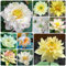 80 Pcs Lotus Samen Bio, Hydrokultur Pflanzen Samen, Balkonpflanzen Blumensamen Mehrjährig Winterhart Teichpflanzen Samen, Nelumbo Nucifera, Wiesensaatgut, Garten Geschenk Wildblumensamen