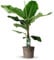 Bananenpflanze (Musa) - 130-150cm - Ø27cm - Zimmerpflanze - Immergrün