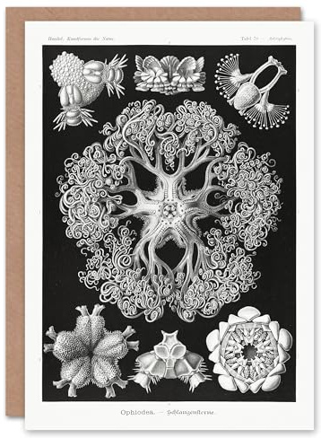 Artery8 Ernst Haeckel Art Card Ophiodea Brittle Stars Illustration