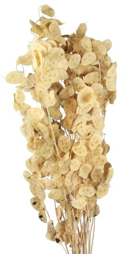Trockenblumen Lunaria Naturdeko Mondviole Getrocknetes Silberblatt Zweige 90cm 100g für Vasen