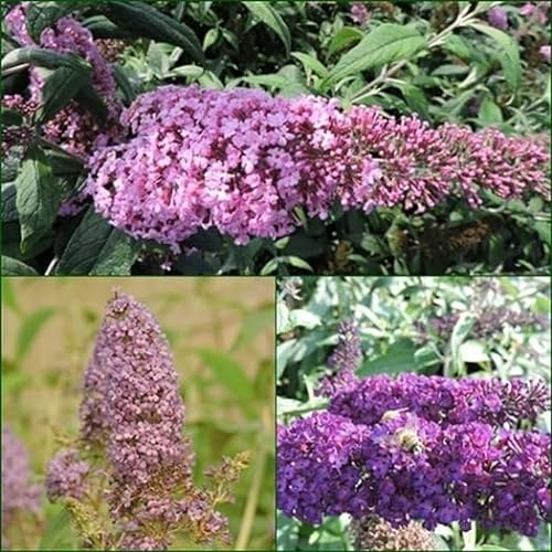 1 Kombipaket 3 Schmetterlingsflieder, Buddleja Pink Delight,Empire Blue, Black Knight 15-20 cm Topfpflanze