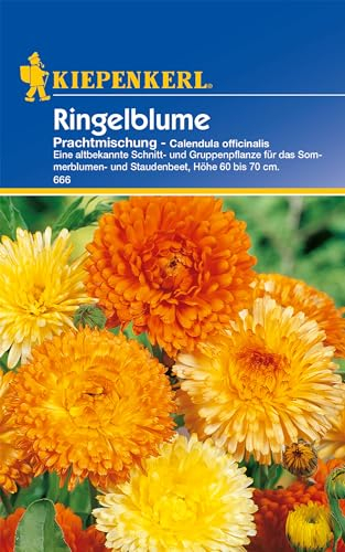 Kiepenkerl Ringelblumensamen Prachtmischung - Blumensamen für üppige Sommerblumenbeete, Wuchshöhe 60-70 cm, Gesunde Bodenpflege und Heilpflanze